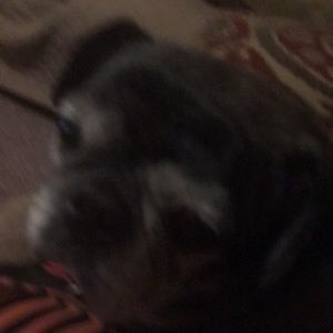 Meet your Posher, Donna